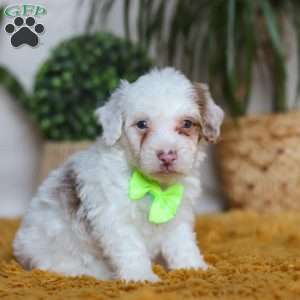 Maxime, Yorkie Poo Puppy